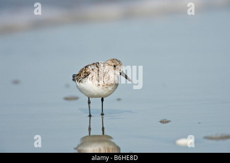 Semipalmated Strandläufer (Calidris Pusilla) in der Brandung Stockfoto