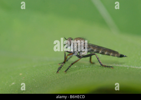 Gemeinsamen Awl Robberfly - Neoitamus cyanurus Stockfoto