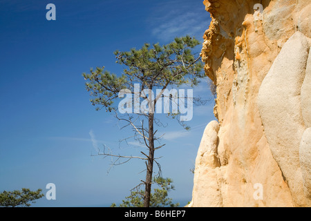 Kalifornien - Torrey Kiefer in der Nähe einer Sandstein-Klippe mit Blick auf den Pazifischen Ozean im Torrey Pines State Reserve Stockfoto