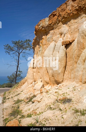 Kalifornien - Sandstein Bluff und Torrey Kiefer an der Pazifikküste im Torrey Pines State Reserve in La Jolla. Stockfoto