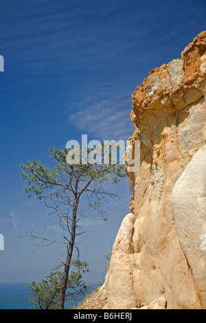 Kalifornien - Torrey Kiefer in der Nähe von einer bunten Sandstein-Klippe mit Blick auf den Pazifischen Ozean im Torrey Pines State Reserve. Stockfoto