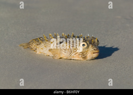 Ein gestreifter Burrfish (Chilomycterus schoepfii) tot am Strand. Stockfoto