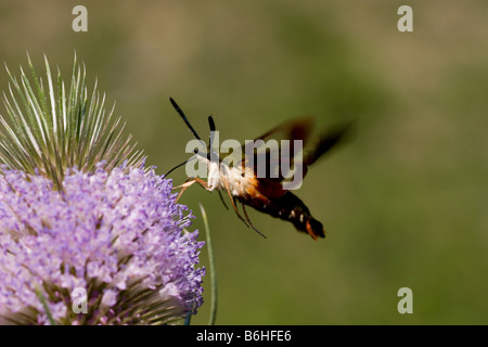 Kolibri Clearwing Moth Sphinx Motte Hermaris Thysbe sammeln Nektar von Teasle Blume Gattung Dipsacus D Fullonum Stockfoto