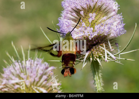 Kolibri Clearwing Moth Sphinx Motte Hermaris Thysbe sammeln Nektar von Teasle Blume Gattung Dipsacus D Fullonum Stockfoto