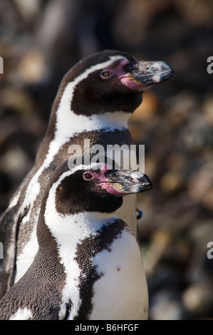 Nahaufnahme von zwei niedliche Pinguine Stockfoto