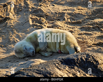 Grau seal Pup schlafend auf dem Sandstrand bei waxham Norfolk East Anglia England Großbritannien Stockfoto