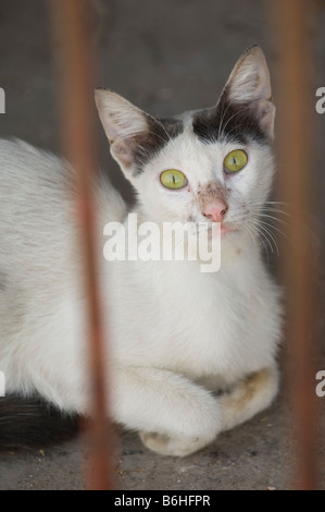 Straßenkatze hinter Gittern Libanon Nahost Stockfoto