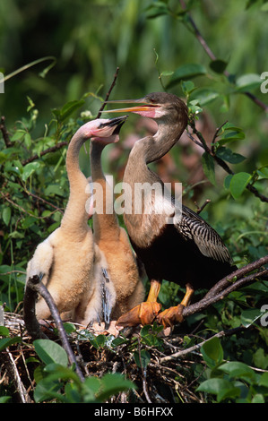 Weibliche Anhinga (Anhinga Anhinga) und Küken Stockfoto