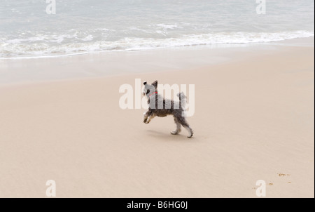 redaktionelle Hund läuft auf Perranproth Strand cornwall Stockfoto