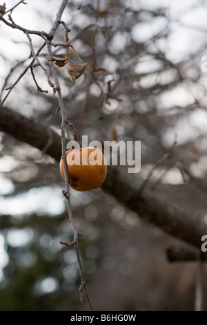 Ausgetrocknet, Apple noch am Baum befestigt Stockfoto