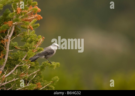 Jay (Perisoreus Canadensis) in Pinie grau Stockfoto