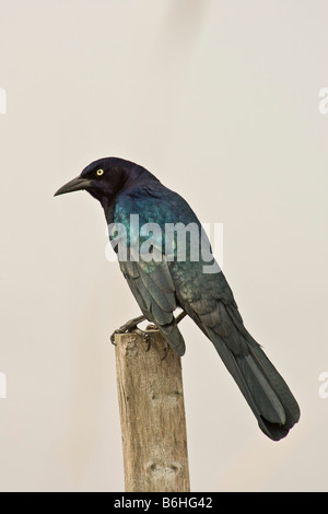 Boot-angebundene Grackle (Quiscalus großen) Stockfoto