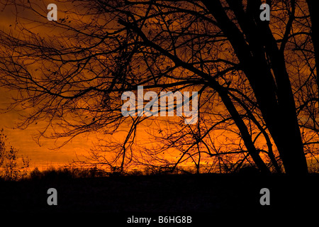 Baum Silhouette gegen Sonnenaufgang Stockfoto