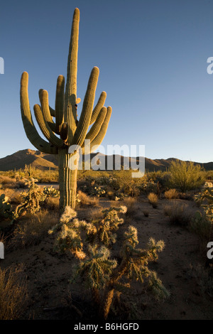 Giant Saguaro Cactus, Saguaro National Park West, Tucson, Arizona Stockfoto