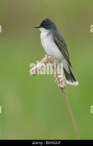 Östlichen Kingbird (Tyrannus Tyrannus) hocken auf einem Rohrkolben Stockfoto