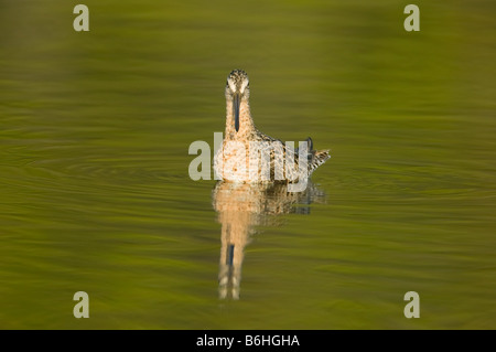 Kurz-billed Dowitcher (Limnodromus früh) Schwimmen im flachen Wasser mit grünen Bäumen reflektiert Stockfoto