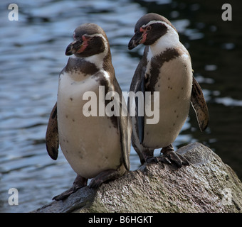 Nahaufnahme von zwei niedliche Pinguine auf einem Felsen Stockfoto