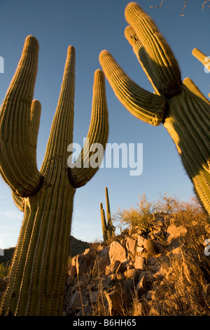 Giant Saguaros Saguaro National Park West Tucson Arizona Stockfoto