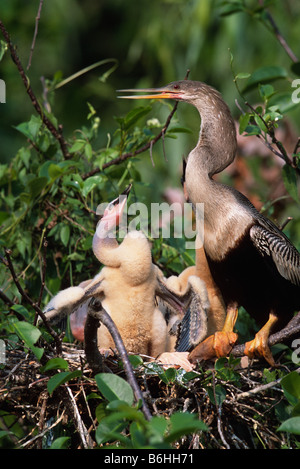 Weibliche Anhinga (Anhinga Anhinga) und Küken Stockfoto