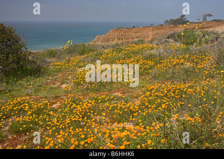 Kalifornien - Field of California Mohnblumen auf einer offenen Hügel mit Blick auf den Pazifischen Ozean im Torrey Pines State Reserve. Stockfoto