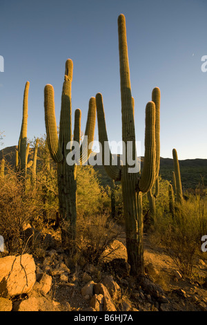 Giant Saguaros Saguaro National Park West Tucson Arizona Stockfoto