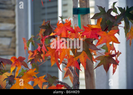 Buntes Herbstlaub auf Baum vor Haus. Stockfoto