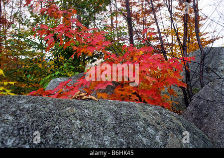 Brillante Farbe Herbstlaub in Vermont heben sich gegen grauen Steinen. Stockfoto