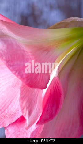 Amaryllis Hippeastrum SUSAN Stockfoto