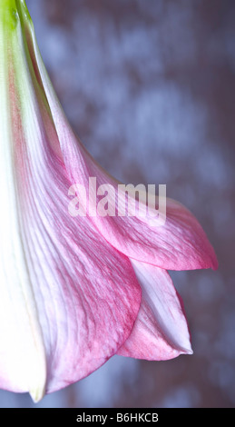 Amaryllis Hippeastrum SUSAN Stockfoto