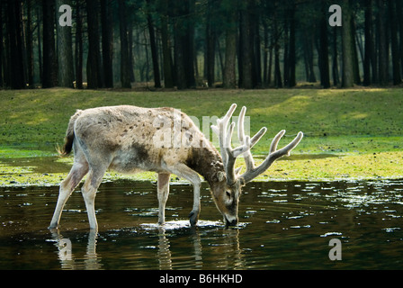 Nahaufnahme von einem schönen Reh im Wald Stockfoto