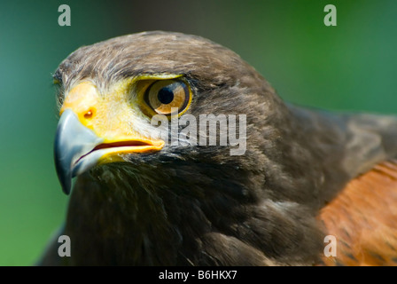 Nahaufnahme von einem Harris Harris ' Hawk Parabuteo Unicinctus Stockfoto