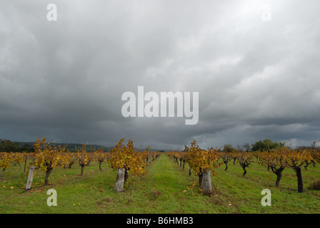 Sturm Wolken über Reben im Barossa Valley, South Australia. Stockfoto