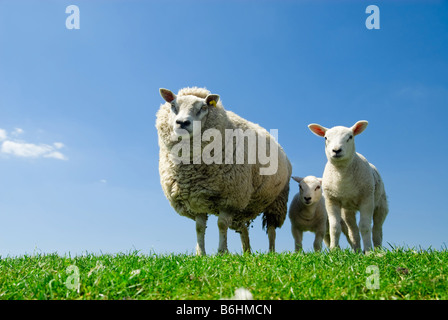 neugierig Lämmer und Schafe im Frühjahr in die Kamera schaut Stockfoto