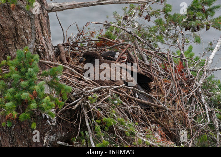 Weißkopfseeadler Haliaeetus Leucocephalus große Eaglet ruht auf Nest auf Denman Island BC im Juli Stockfoto