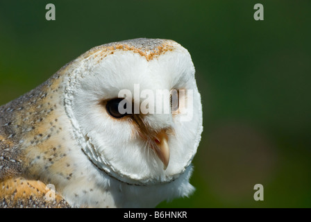 Nahaufnahme von einem schönen Schleiereule Tyto alba Stockfoto