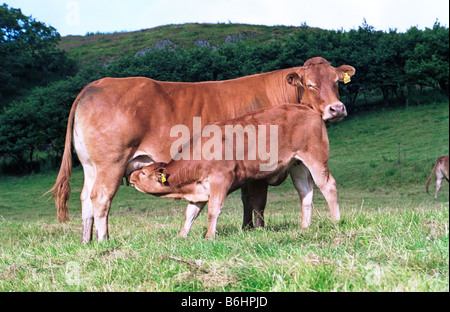 Limousin-Kuh und Kalb Spanferkel im Feld, Mid Wales Stockfoto