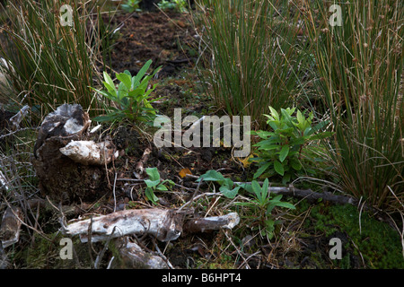 Native Wald Regeneration mit Rhododendron nachwachsende. Um Applecross Wester Ross, Ross und Cromarty, West Highlands Stockfoto