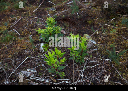 Native Wald Regeneration mit Rhododendron nachwachsende. Um Applecross Wester Ross, Ross und Cromarty, West Highlands Stockfoto