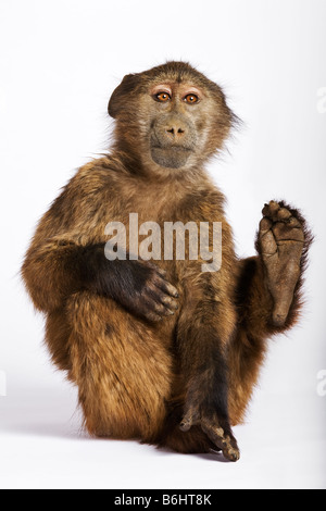 Chacma Pavian Papio Ursinus junge Pavian gegen weißen Hintergrund Dist Südliches Afrika Stockfoto