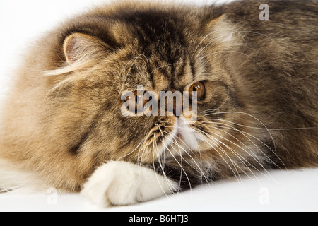 Hauskatze Brown spotted Perser Tabby-Studio gedreht vor weißem Hintergrund Stockfoto