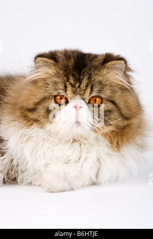 Hauskatze Calico Perser Tabby Bi colour Studio gedreht vor weißem Hintergrund Stockfoto