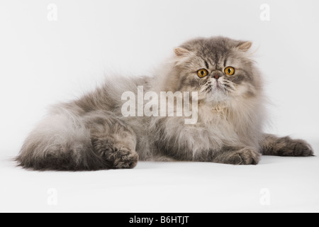 Hauskatze blau gefleckte Perser Tabby Studio gedreht vor weißem Hintergrund Stockfoto