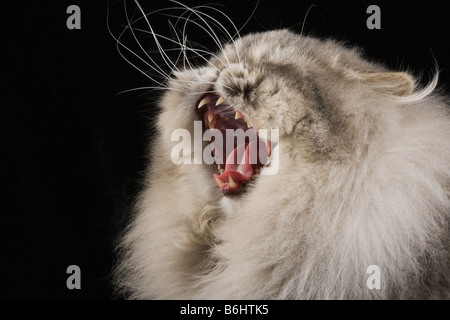 Hauskatze blau gefleckte Perser Tabby Studio gedreht auf schwarzem Hintergrund Stockfoto