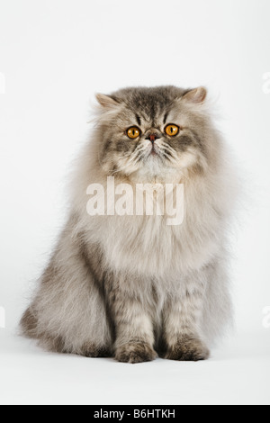 Hauskatze blau gefleckte Perser Tabby Studio gedreht vor weißem Hintergrund Stockfoto