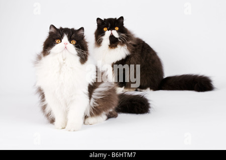 Hauskatzen Black Bi Farbe Perser Studio gedreht vor weißem Hintergrund Stockfoto