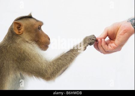 Macaca Radiata. Bonnet Macaque Affen Hand unter Erdnüsse aus einer menschlichen Hand vor einem weißen Hintergrund. Indien Stockfoto