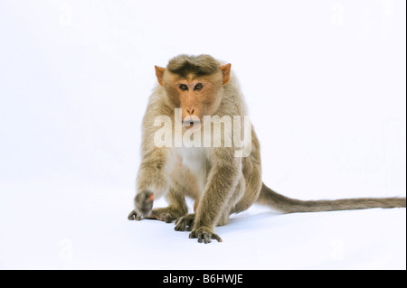 Macaca Radiata. Männliche Motorhaube Makaken-Affen auf weißem Hintergrund Stockfoto