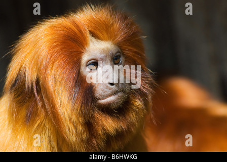 Ein goldener Löwe Tamarin Leontopithecus rosalia Stockfoto