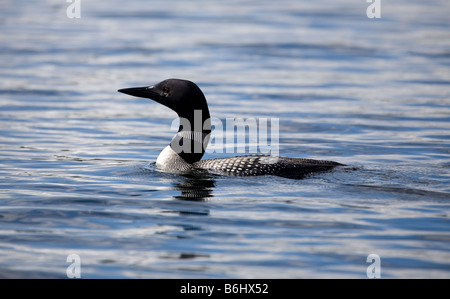 Großen nördlichen Taucher am Sharbot See Ontario Kanada Stockfoto