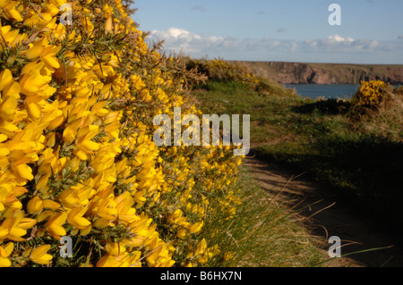 Ginster Ulex Europaeus wächst auf dem Fußweg, Marloes Sands Marloes Pembrokeshire Wales UK Europe Stockfoto